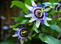 Passion flower. bee on flower Royalty Free Stock Photo