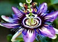 Passion flower. bee on flower Royalty Free Stock Photo