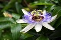 Passion Flower with Bee Royalty Free Stock Photo