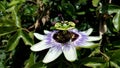 Passion Flower with a bee collecting pollen Royalty Free Stock Photo