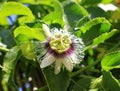 Passion flower blooming