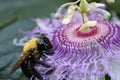 Passion Flower Maypop Royalty Free Stock Photo