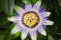 Close up of a Passion Flower in full bloom