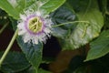 Passion flower Royalty Free Stock Photo