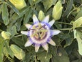 Passion flower, close-up shot Royalty Free Stock Photo