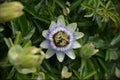 Passion Flower Royalty Free Stock Photo