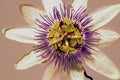 Passion flower Royalty Free Stock Photo