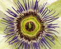 Passion flower Royalty Free Stock Photo