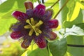 Passion flower. Royalty Free Stock Photo