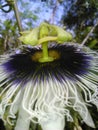 Passion flower - flor de maracuyÃÂ¡ Royalty Free Stock Photo