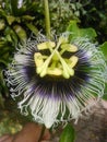 Passion flower - flor de maracuyÃÂ¡