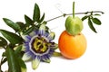 Passion flower and fruit isolated on white background Royalty Free Stock Photo