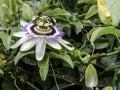 Passion flower on a Passion fruit vine Royalty Free Stock Photo
