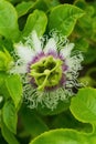 Passion flower or granadilla with green leaves close up background Royalty Free Stock Photo