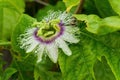 Passion flower or granadilla with green leaves close up background Royalty Free Stock Photo