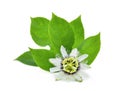 Passion flower with green leaves isolated on white Royalty Free Stock Photo