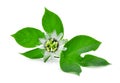 Passion flower with green leaves isolated on white Royalty Free Stock Photo