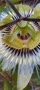 passionflower, seen very close in macro photography
