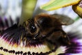 Passion flower with hornet. Royalty Free Stock Photo