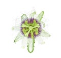 Passion flower isolated on white background Royalty Free Stock Photo