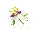 Passion flower isolated on white background Royalty Free Stock Photo