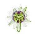Passion flower isolated on white background Royalty Free Stock Photo