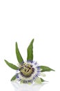 Passion flower isolated on white Royalty Free Stock Photo