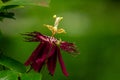 Passion Flower locally known as Krishna Kamal in India Royalty Free Stock Photo