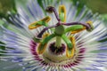 Passion flower macro photography.