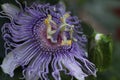 Passion Flower Maypop Bud Royalty Free Stock Photo