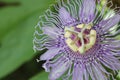 Passion Flower Maypop Royalty Free Stock Photo