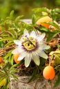 Passion flower - Passiflora Royalty Free Stock Photo