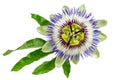 Close up passiflora. Passion Flower Passiflora caerulea on white background. Beautiful passion fruit flower or