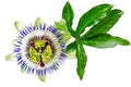 Close up passiflora. Passion Flower Passiflora caerulea on white background. Beautiful passion fruit flower or Royalty Free Stock Photo
