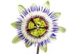 Close up passiflora. Passion Flower Passiflora caerulea on white background. Beautiful passion fruit flower or