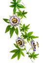Close up passiflora. Passion Flower Passiflora caerulea on white background. Beautiful passion fruit flower or