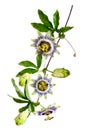 Close up passiflora. Passion Flower Passiflora caerulea on white background. Beautiful passion fruit flower or