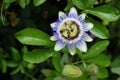 Passion Flower Passiflora caerulea Royalty Free Stock Photo