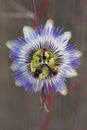 Passion flower (Passiflora caerulea) Royalty Free Stock Photo