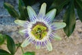 Passion flower, Passiflora Caerulea, front-view Royalty Free Stock Photo