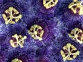 Passion Flower, Passiflora caerulea. Passion fruit flower, flower texture background. Royalty Free Stock Photo