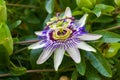 passion flower Passiflora caerulea Passionflower against green garden background Royalty Free Stock Photo