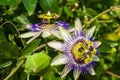 passion flower Passiflora caerulea Passionflower against green garden background Royalty Free Stock Photo