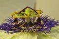 Passion flower ( Passiflora ) - Details Royalty Free Stock Photo
