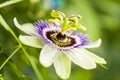 Passion flower (Passiflora incarnata)