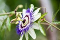 Passion flower - Passiflora incarnata Royalty Free Stock Photo