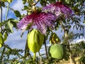 Passion flower Passiflora incarnata