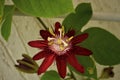passion flower, passiflora incarnata purple -pink coloured flowers,Krishna Kamal. small vine Deciduous perennial flowering plant