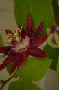 passion flower, passiflora incarnata purple -pink coloured flowers,Krishna Kamal. small vine Deciduous perennial flowering plant