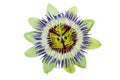 Passion Flower Passiflora isolated clipping path included Royalty Free Stock Photo